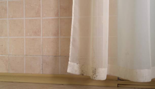 Best Mold Damage Restoration  in Lake Mawk, OH